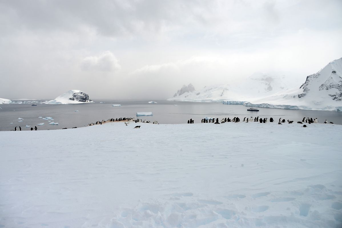 12A Cuverville Island And Sable Pinnacles Panoramic View From Top of Danco Island With Penguins On Quark Expeditions Antarctica Cruise